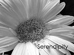Daisy - Serendipity