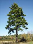 mcguarrawock pine