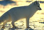 arctic fox