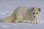 arctic%20fox%206436