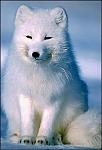 arctic fox foxes