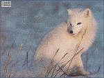White Arctic Fox Anim