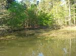 Swampy lake