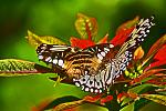 butterfly baltimore