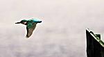 kingfisher in flight 9243 600 pix