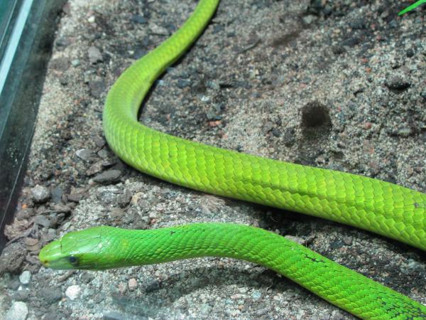 Green Mamba