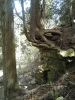 Cedar on Escarpment