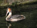 Great Crested Grebe