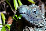Cayman Blue Iguana(hissing at me)