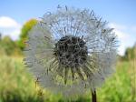 Dandelion about to release its seeds