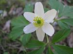 Wood Anemones