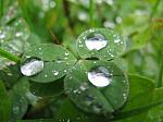 Three leaf clover with triple droplets