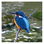 CommonKingfisher