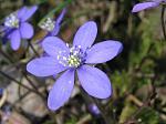 Blue Anemones