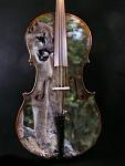 cello puma