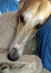 Bagrijana (Bagi for short), Borzoi female.