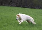 Bagi running in the fields