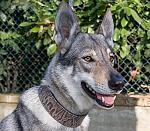 DIANA, Czechoslovakian Wolfdog