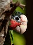 Cayman Parrot (very shy, took an hour to get close)