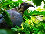 whtie crowned pigeon (pretty rare)