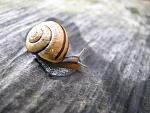 Snail