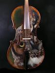 cello owl