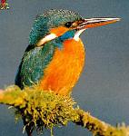 kingfisher