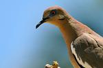 white winged dove