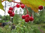 Swedish autumn: Wet berries