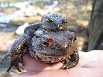 Mating Toads