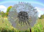 Solarized dandelion