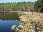 Small lake in the woods