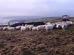 feeding sheep in Bronte land