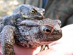 Mating Toads