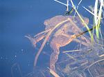 Mating Toads having a break under the surface.