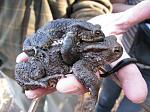 Mating Toads... And a leach that was attached to the female.