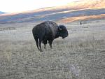 Frost on a bulls back (buffalo bull that is) 
Its a bit blurry and sideways I know but he was walking off so I hurried to snap it.