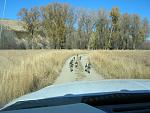 Stupid turkeys don't know how to turn off the road. I bet I chased them for 3 minutes before they realized that there is more to the world than that...