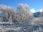 More frost on trees