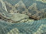 Desert Adder