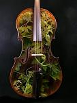 cello vines