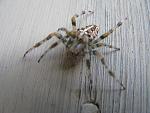 Cross Spider