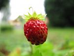 Wild Strawberry