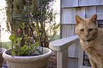 2004. Apricot came into my life during the week of Fourth of July. The friendliest and sweetest cat Ive ever met. Loyal...wholesome...soulful...FIV...