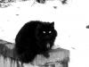 StreetStyleCat's Avatar