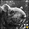 Monkey Queen's Avatar