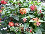flowers I planted