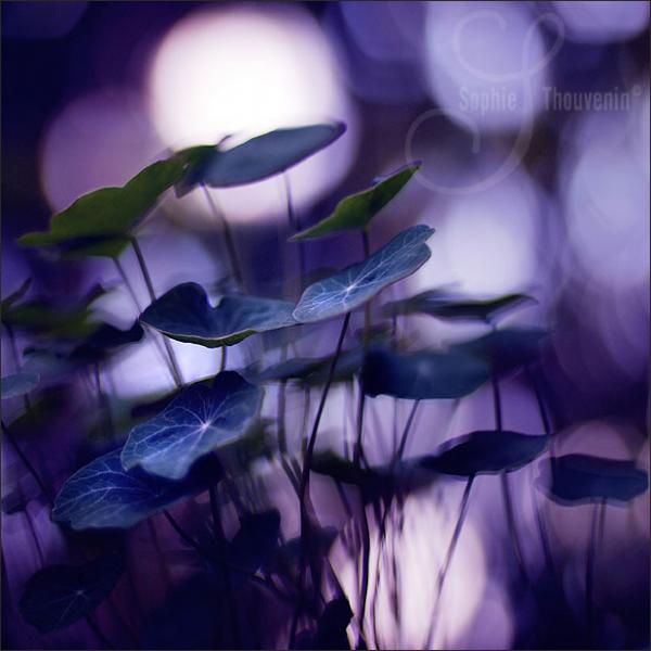 purplemoon