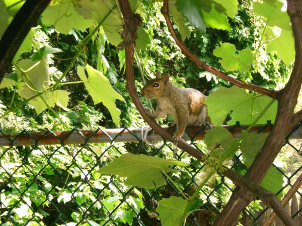 that's my friend Rocky the squirrel
