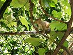 that's my friend Rocky the squirrel